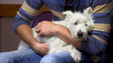 Veterinario en... (T2): Amor y cariño