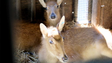 El zoo del Bronx,... (T4): Los cervatillos se hacen amigos