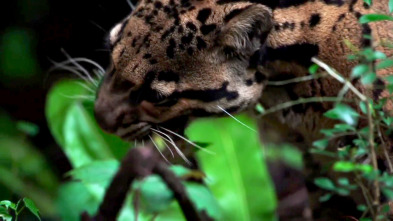 Extinct Or Alive,...: El leopardo nublado de Formosa