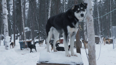 Mountain Men: Alaska: Nacidos para correr