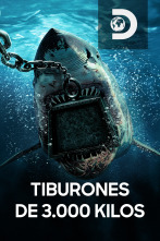 Tiburones de 3.000 kilos