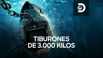 Tiburones de 3.000 kilos