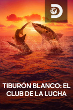 Tiburón blanco: el club de la lucha