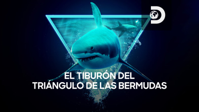 El tiburón del Triángulo de las Bermudas