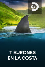 Tiburones en la costa