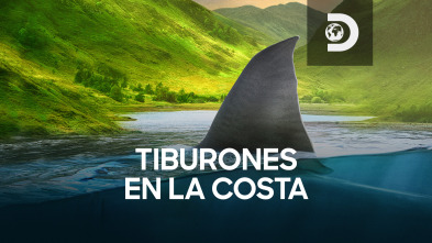 Tiburones en la costa