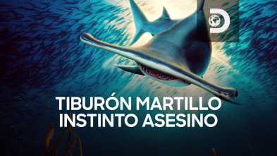 Tiburón martillo: instinto asesino