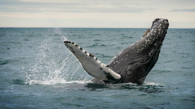 Misterios de la...: Secuestrado por una ballena