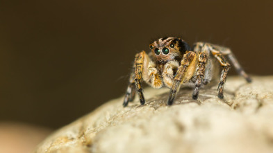 Misterios de la...: Araña disco