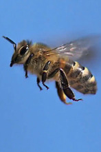 Misterios de la...: Enjambre de abejas en Times Square