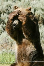 Man Vs Bear: Instinto básico