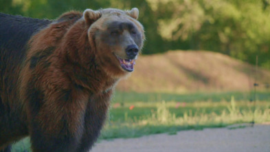 Man Vs Bear: Kannonball humano