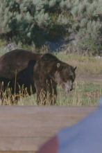 Man Vs Bear: Enfrentamiento final sobrehumano