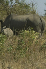 Wild Frank en África,...: Ep.6