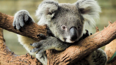 ¿Cómo lo hacen? Mundo...: Koalas frescos y llamadas de elefantes