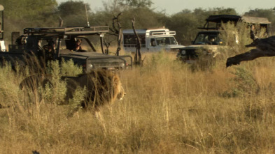 Safari letal: León vs. búfalo