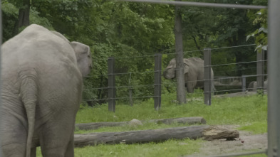 El zoo del Bronx,... (T5): El elefante vecino