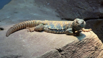 Terrarios XXL,... (T1): El recinto para el uromastyx