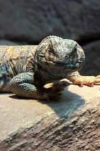 Terrarios XXL,... (T1): El recinto para el uromastyx