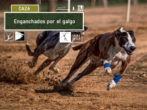 Enganchados por el galgo