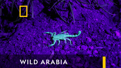 Wild Arabia 