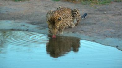 El reino del leopardo