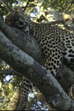 Animales: encuentros...: Grandes y pequeños depredadores