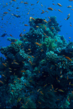 Maravillas del océano: Islas de vida