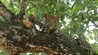 El Leopardo de Sri Lanka