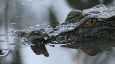 Armamento animal: Llanuras y desiertos