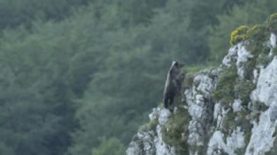 Oso, simplemente salvaje