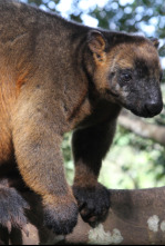 Wild Australia: El desierto del canguro rojo