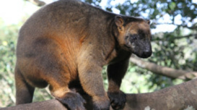 Wild Australia: El desierto del canguro rojo