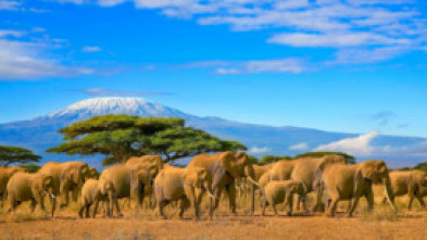 Elefantes de cerca: Gigantes gentiles