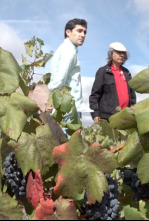 Wineman: Los vinos únicos de tea de La Palma