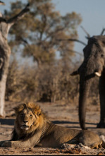 Botswana: Nacidos para pelear