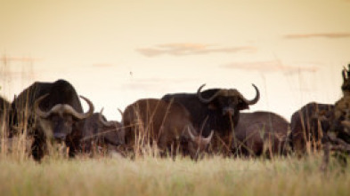 Rivales de sangre: el león contra el búfalo