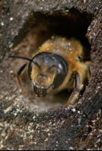 Miles de abejas en mi jardín