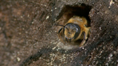 Miles de abejas en mi jardín