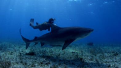 Bucear entre tiburones