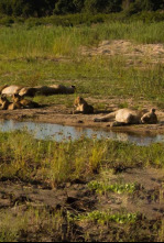 La vida en los ríos...: Rio Okavango