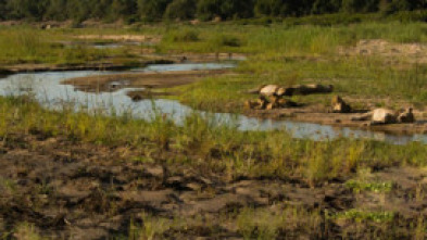 La vida en los ríos...: Rio Okavango