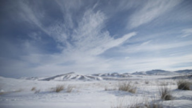 Wild Mongolia: tierra...: Supervivientes del desierto