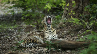 Panteras: El leopardo de las nieves