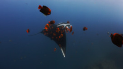 Mantarrayas: criaturas de otro planeta