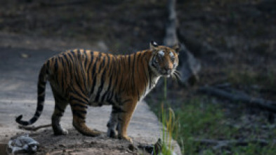 Misión crítica: tigres en la India