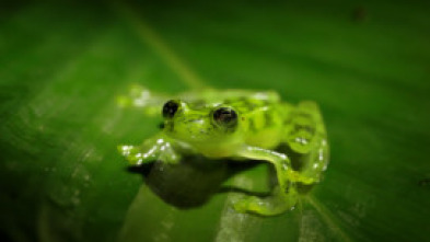 Monstruos de la naturaleza: bichos espeluznantes