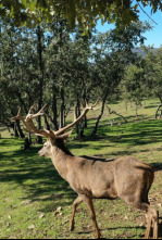 Cazadores de lances