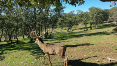 Cazadores de lances