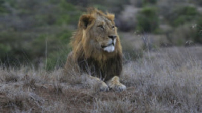 Matriarcados del reino animal 